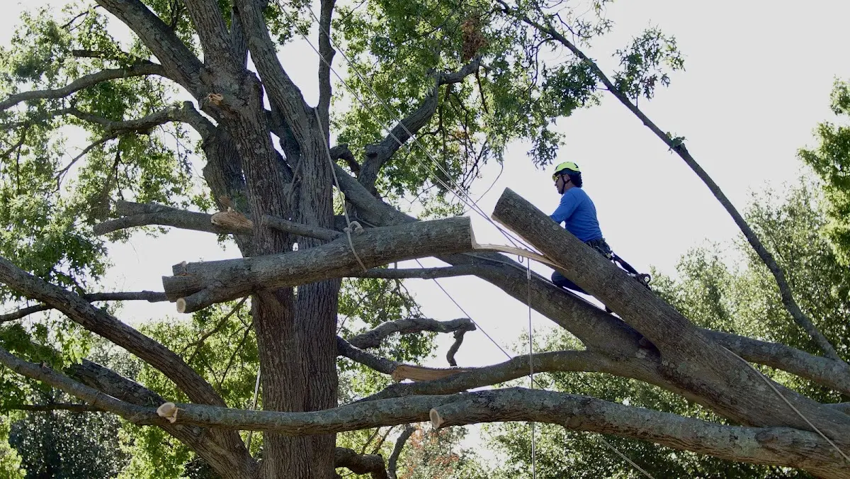 Professional Crown Thinning performed by certified arborists in Warrenton