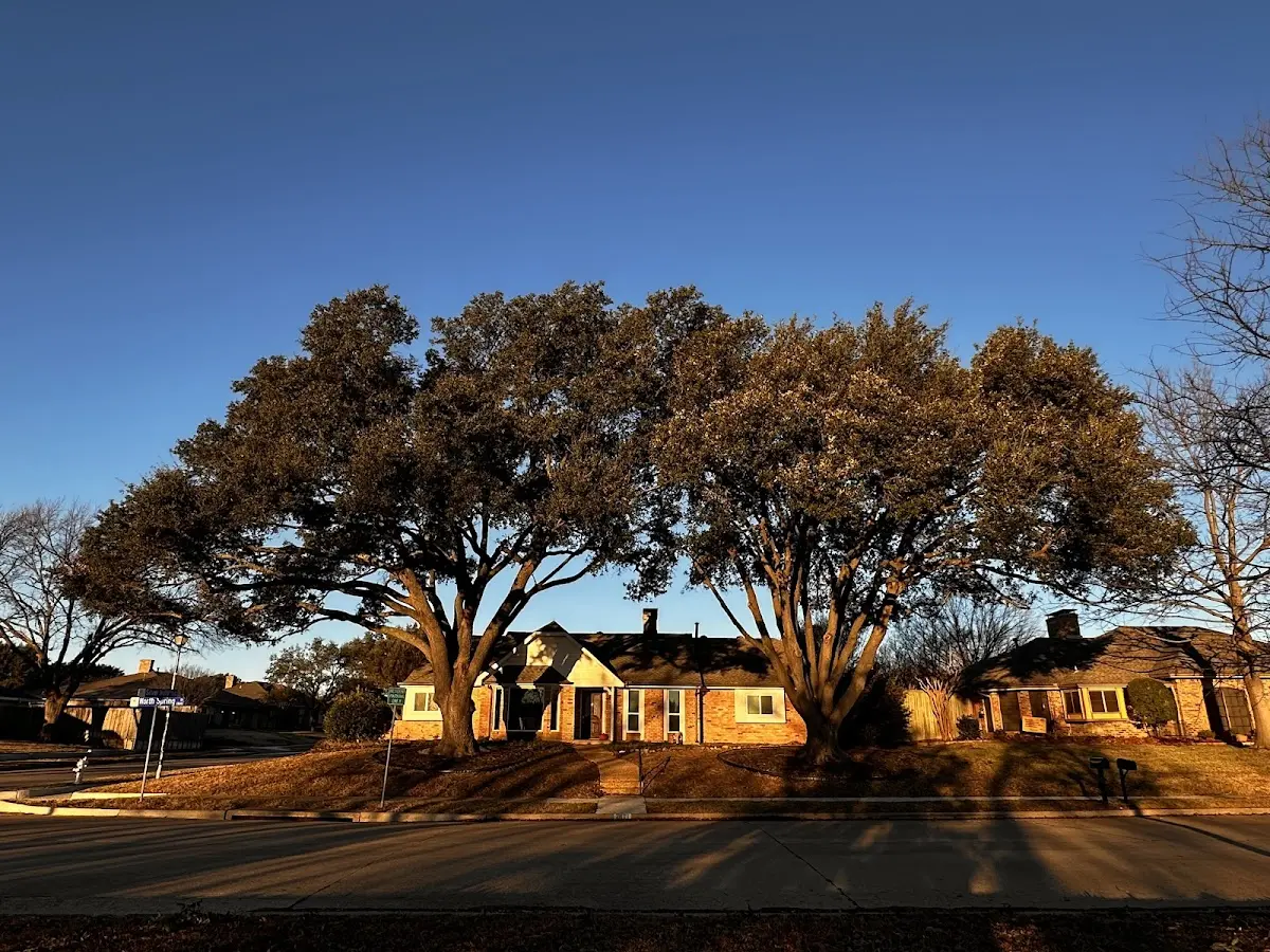 Established residential canopy tree shading a home in Warrenton